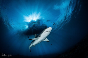 Light Play. That highlight is the sun coming through the ... by Steven Miller 